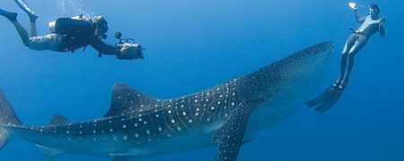 Roger Munns filming Umberto Pelizzari freediving with a whaleshark, Mamigili, South Ari Atoll, Maldives.